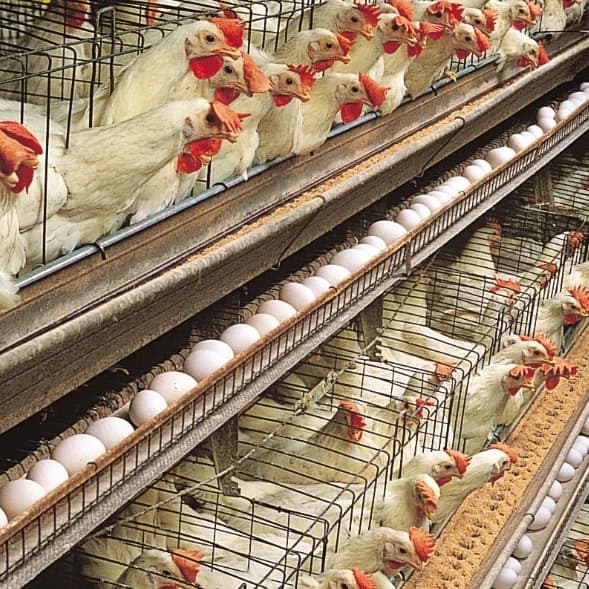 Équipement d'élevage avicole, cage à batterie pour poules pondeuses avec mangeoire et abreuvoir auto